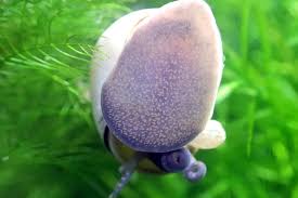 Filopaludina Martensi snail FAQ