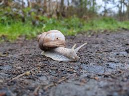 The Life Cycle of Pond Snails