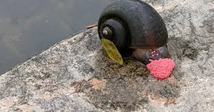 Step-by-Step Guide to Caring for Your Channeled Apple Snail