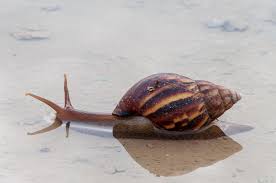 Understanding Pond Snails