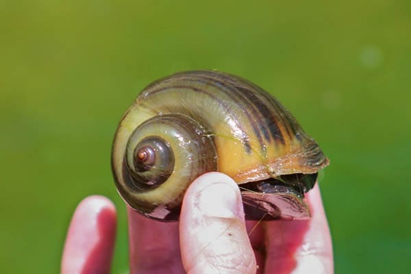 Getting Started with Channeled Apple Snail Care