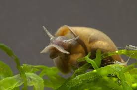 The Habitat of Pond Snails