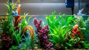 aquarium plant selection guide aquarium plant selection guide