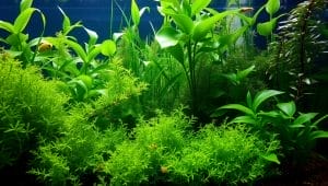 aquarium plant varieties aquarium plant varieties