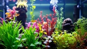 aquarium plants