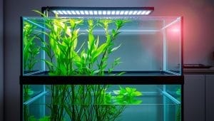 aquarium setup essentials