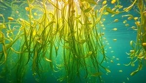 floating aquarium plants