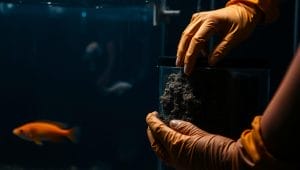 aquarium filter maintenance best practices