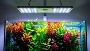 aquarium led fixture placement aquarium led fixture placement