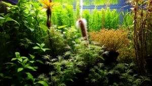 aquatic plants aquarium
