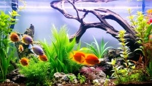 community tank setup