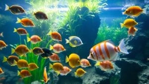 fish species harmony