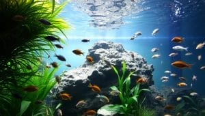 freshwater aquarium dynamics