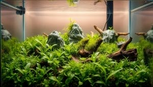 nano aquascape aquarium