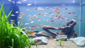 peaceful community tank