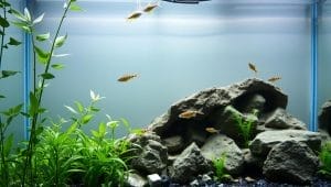 aquarium cycling methods