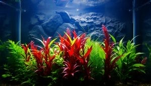 aquarium environment preparation