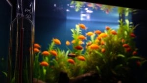 aquarium environmental factors