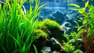 aquarium plants ammonia control