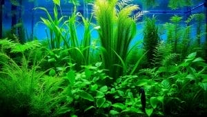 aquarium plants for fry cover aquarium plants for fry cover