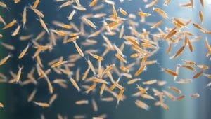 baby brine shrimp feeding baby brine shrimp feeding