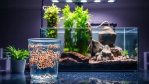 aquarium live food setup aquarium live food setup