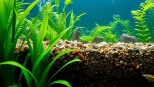 enhancing aquatic plant growth