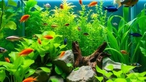 fish aquarium setup with floating plants