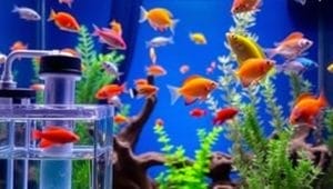 parasite treatment aquarium