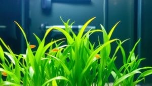 prevent ammonia spikes aquarium