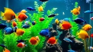 selecting compatible fish species for community tank