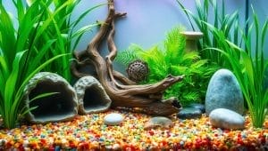 aquarium decorations and substrate