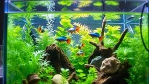 budget aquascaping techniques budget aquascaping techniques