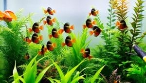 ideal aquarium environment setup