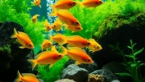 swordtail fish diet and feeding