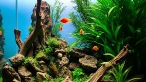 aquascaping design principles