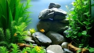 creative aquascaping tank decorations