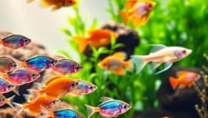 fish behavior and compatibility