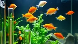 maintaining optimal water conditions in aquarium